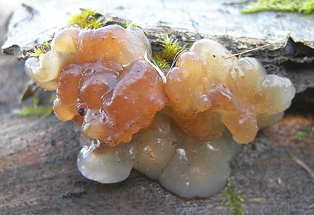 I  Funghi  dopo  l''Uragano